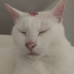 Meet your Posher, Lindsey